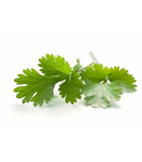 CILANTRO (Coriandrum sativum) maceta X 6 Ud