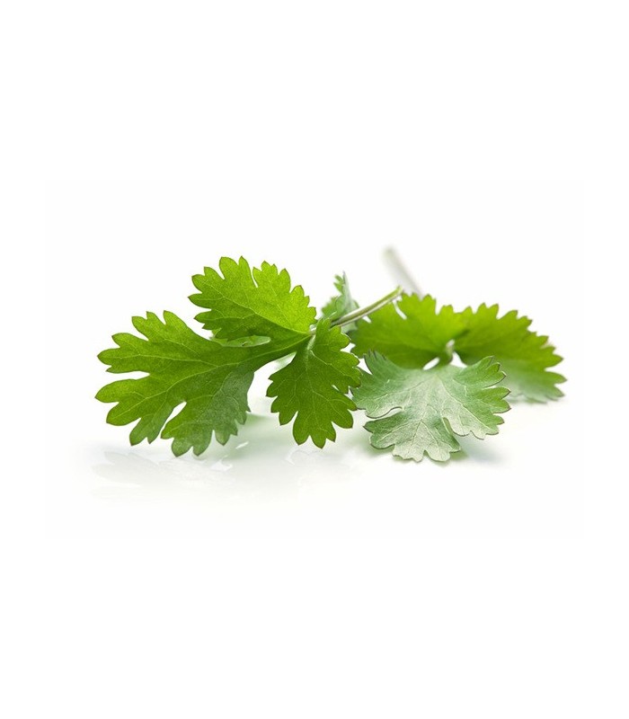 PLANTA DE CILANTRO Coriandrum sativum X 6 Ud