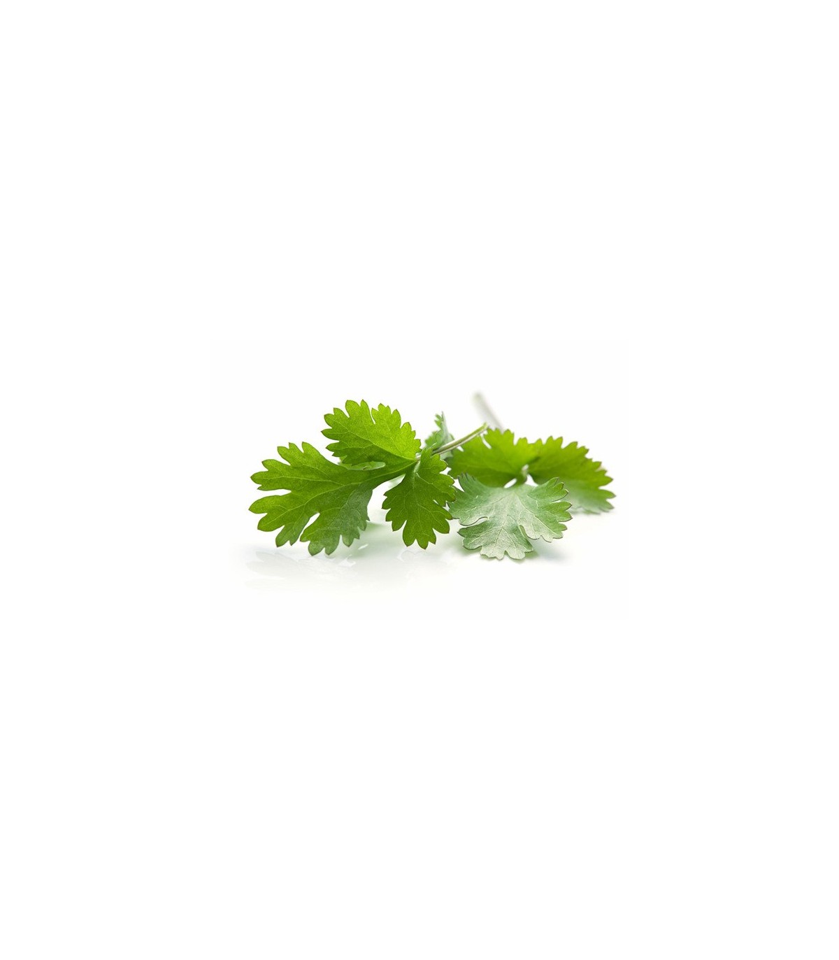 PLANTA DE CILANTRO Coriandrum sativum X 6 Ud