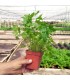 PLANTA DE CILANTRO Coriandrum sativum X 6 Ud