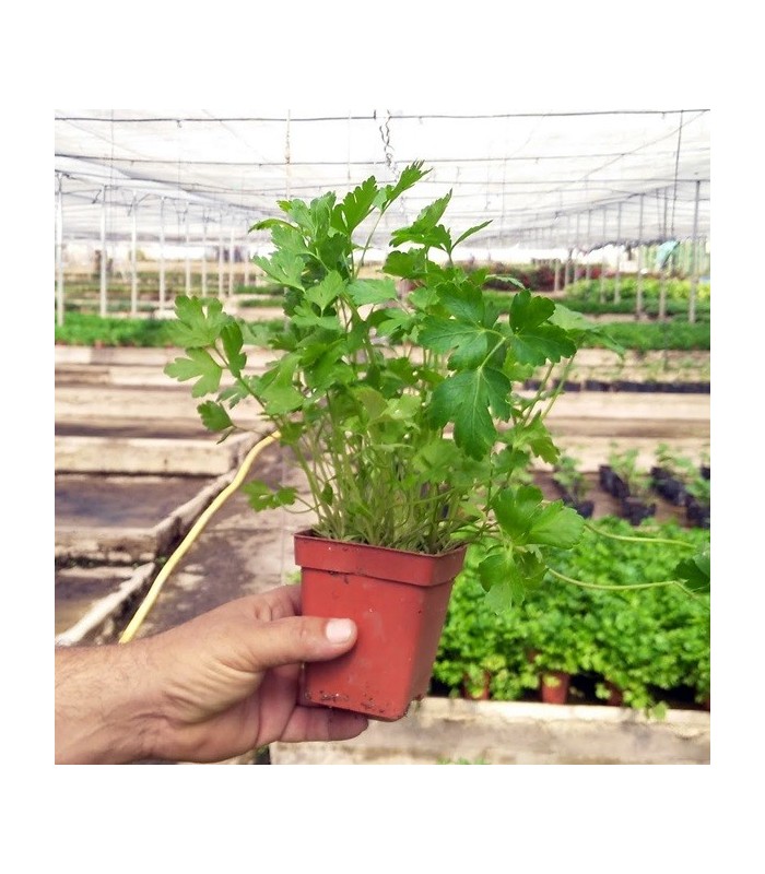 PLANTA DE CILANTRO Coriandrum sativum X 6 Ud