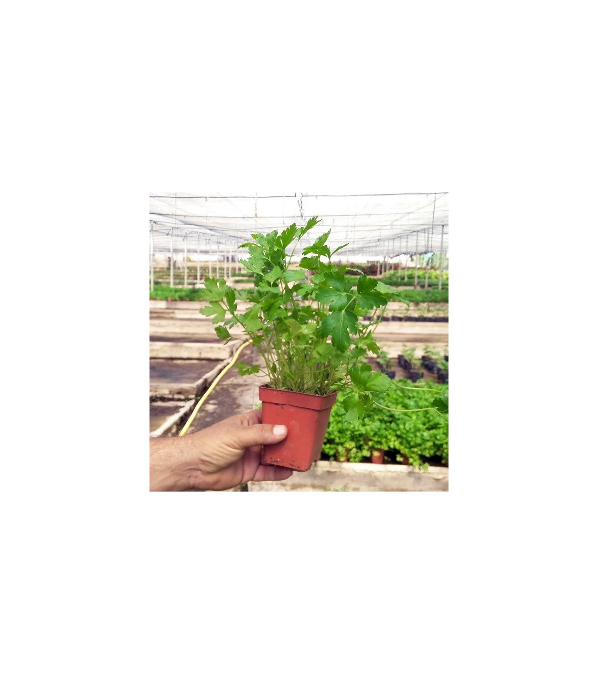 PLANTA DE CILANTRO Coriandrum sativum X 6 Ud