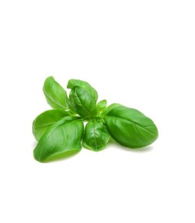 ALBAHACA (Ocimum basilicum) maceta X 6 Ud