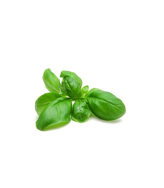 PLANTA DE ALBAHACA Ocimum basilicum X 6 Ud