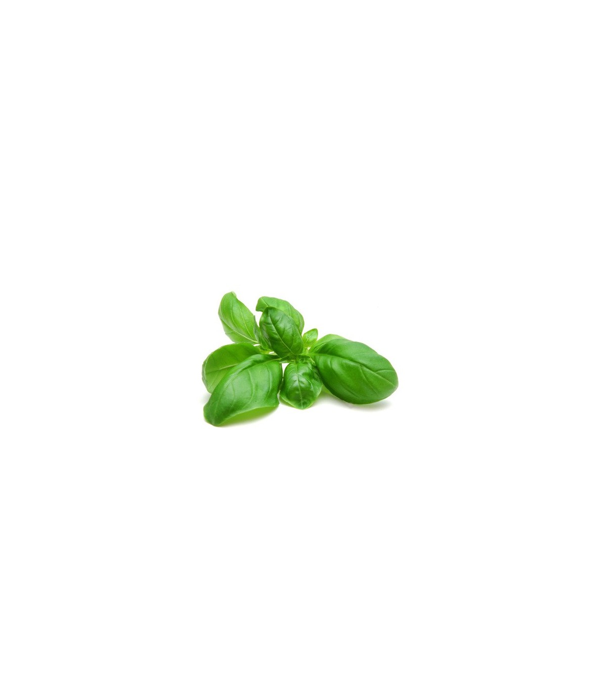 PLANTA DE ALBAHACA Ocimum basilicum X 6 Ud