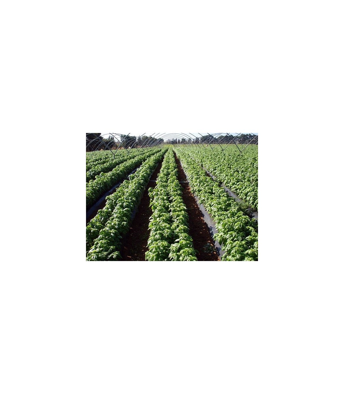 PLANTA DE ALBAHACA Ocimum basilicum X 6 Ud