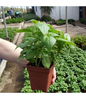 PLANTA DE ALBAHACA Ocimum basilicum X 6 Ud