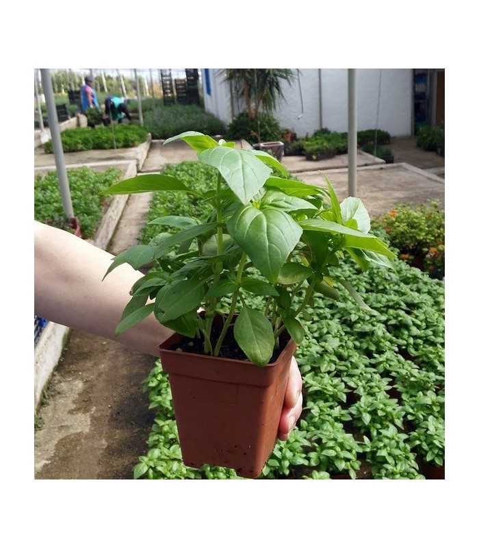 PLANTA DE ALBAHACA Ocimum basilicum X 6 Ud