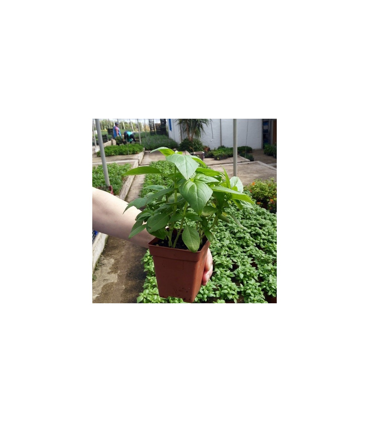 PLANTA DE ALBAHACA Ocimum basilicum X 6 Ud