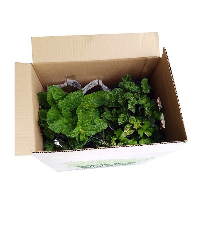 PLANTA DE ALBAHACA Ocimum basilicum X 6 Ud