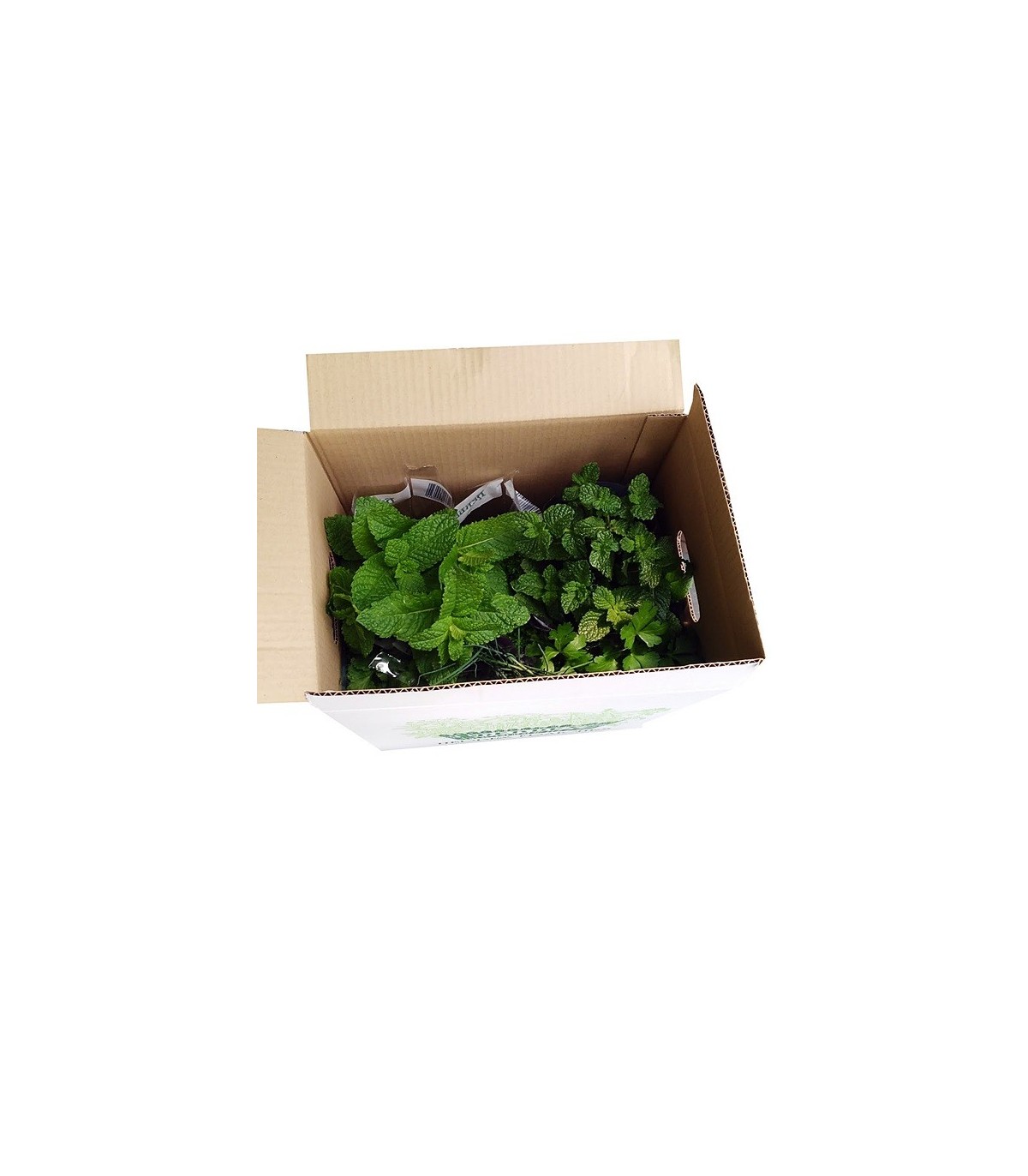 PLANTA DE ALBAHACA Ocimum basilicum X 6 Ud
