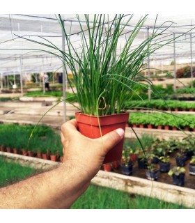 PLANTA DE CEBOLLINO Allium schoenoprasum X 6 Ud