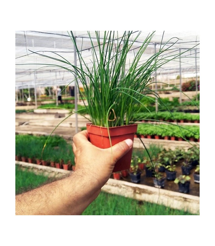 PLANTA DE CEBOLLINO Allium schoenoprasum X 6 Ud