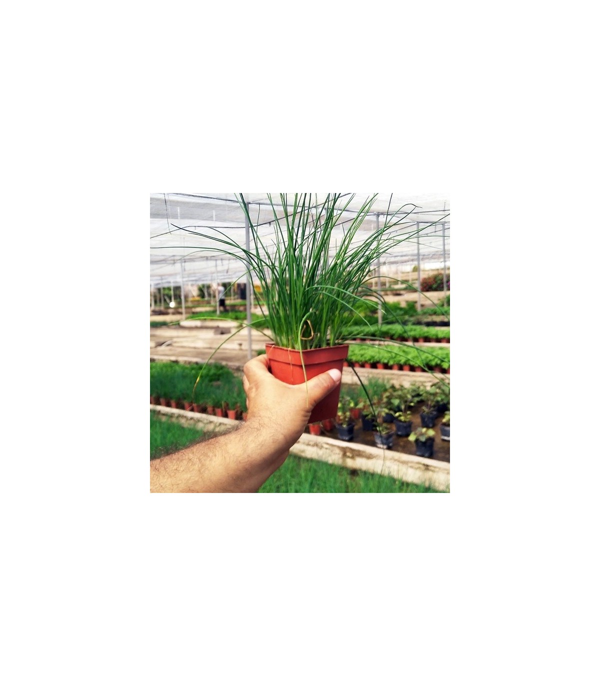 PLANTA DE CEBOLLINO Allium schoenoprasum X 6 Ud