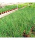 PLANTA DE CEBOLLINO Allium schoenoprasum X 6 Ud