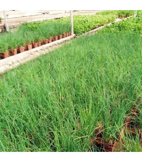 CEBOLLINO (Allium schoenoprasum) maceta X 6 Ud