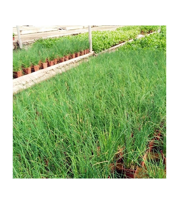 PLANTA DE CEBOLLINO Allium schoenoprasum X 6 Ud