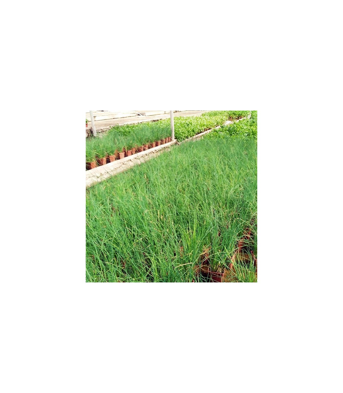 PLANTA DE CEBOLLINO Allium schoenoprasum X 6 Ud