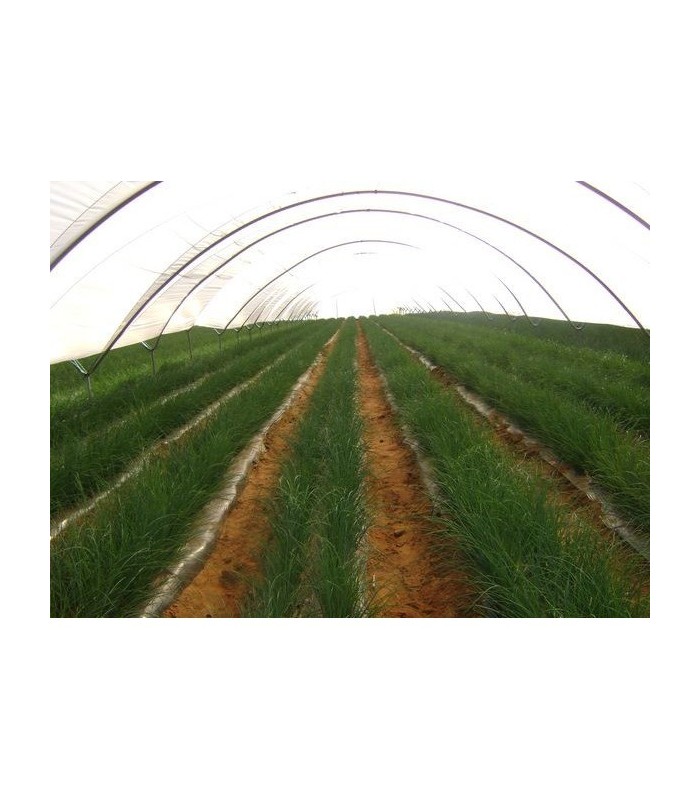 PLANTA DE CEBOLLINO Allium schoenoprasum X 6 Ud