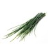 PLANTA DE CEBOLLINO Allium schoenoprasum X 6 Ud