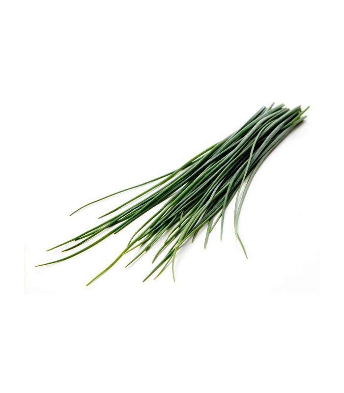 PLANTA DE CEBOLLINO Allium schoenoprasum X 6 Ud
