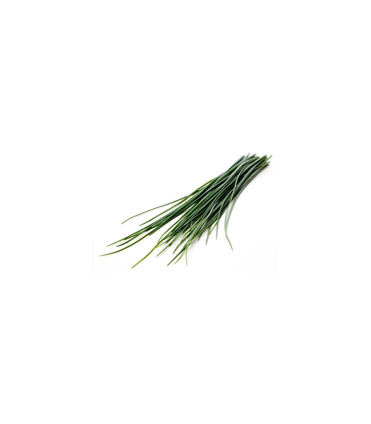 PLANTA DE CEBOLLINO Allium schoenoprasum X 6 Ud