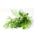 PLANTA DE ENELDO Anethum graveolens X 6 Ud