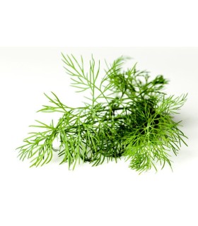 ENELDO (Anethum graveolens) maceta X 6 Ud