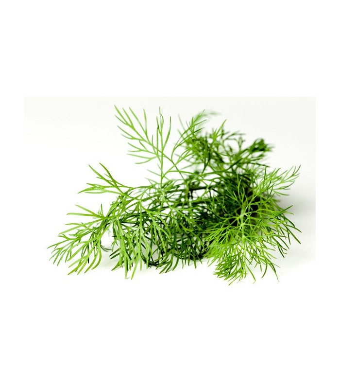 PLANTA DE ENELDO Anethum graveolens X 6 Ud