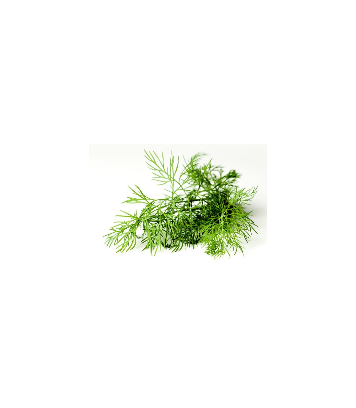 PLANTA DE ENELDO Anethum graveolens X 6 Ud