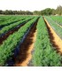 PLANTA DE ENELDO Anethum graveolens X 6 Ud