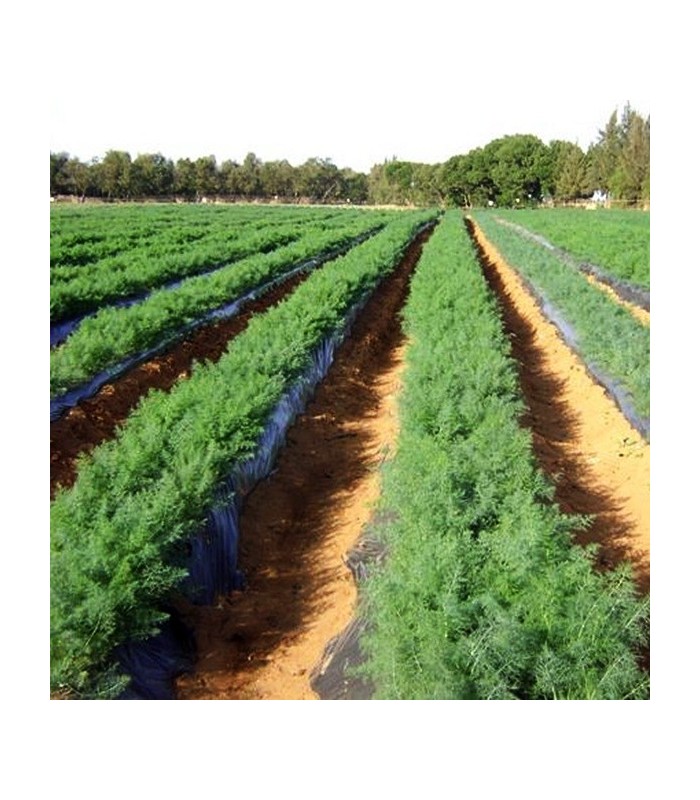 PLANTA DE ENELDO Anethum graveolens X 6 Ud