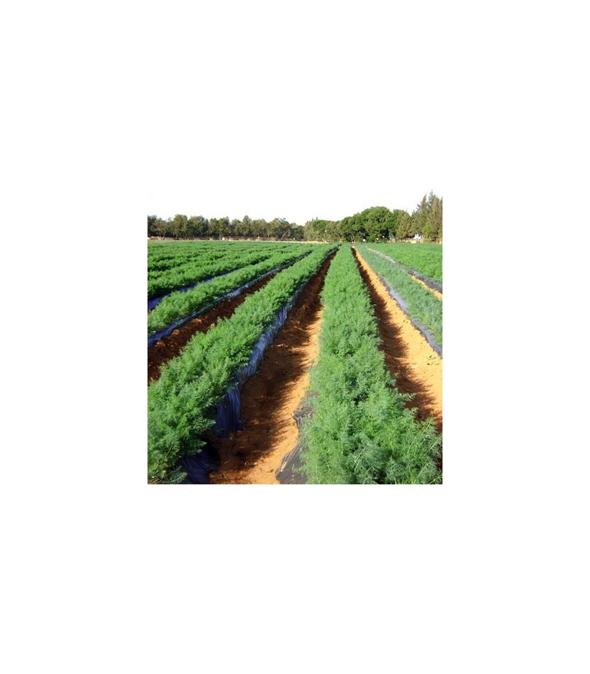 PLANTA DE ENELDO Anethum graveolens X 6 Ud