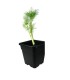PLANTA DE ENELDO Anethum graveolens X 6 Ud