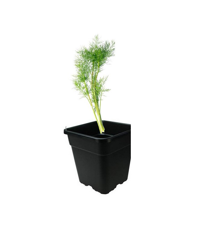 PLANTA DE ENELDO Anethum graveolens X 6 Ud