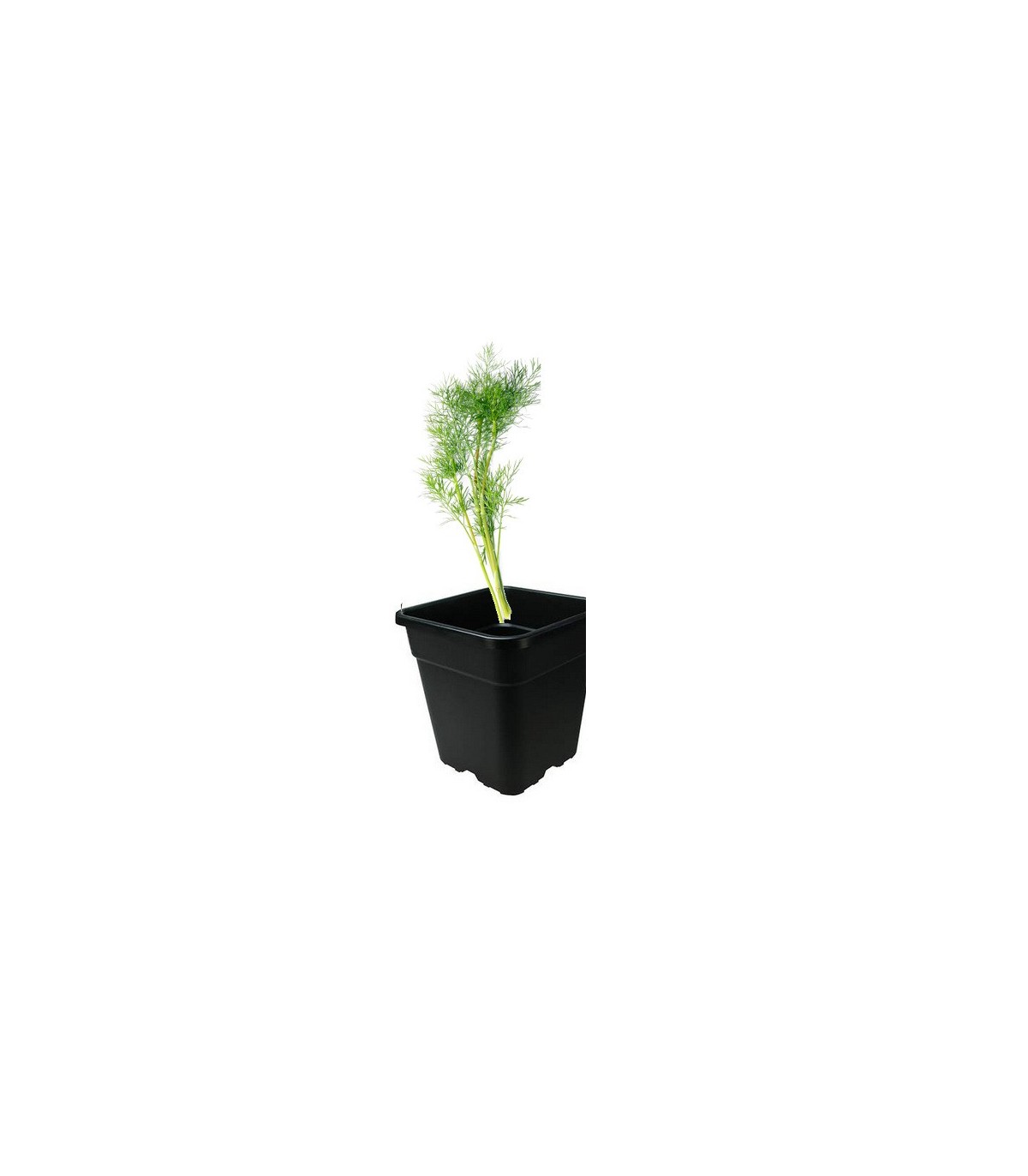PLANTA DE ENELDO Anethum graveolens X 6 Ud