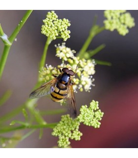 PEREJIL RIZADO (Petroselinum crispum) maceta X 6 Ud