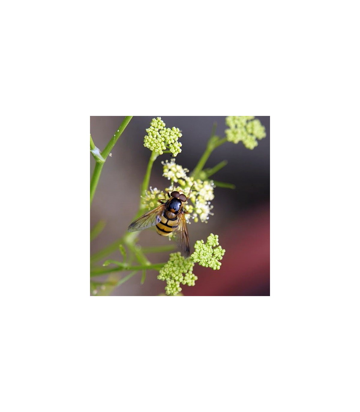 PLANTA DE PEREJIL RIZADO Petroselinum crispum X 6 Ud