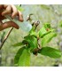 TORYcontrol Torymus sinensis contra la avispilla del castaño