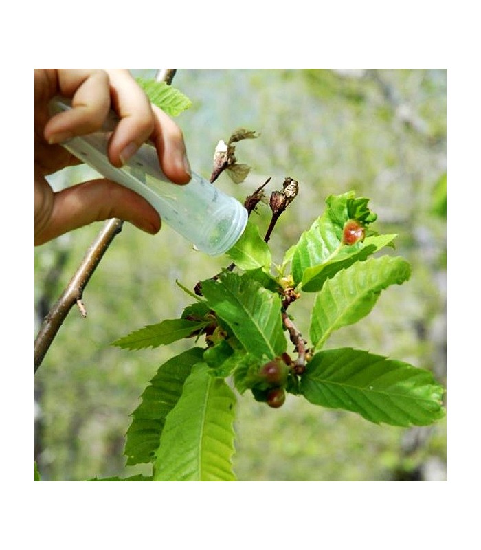 TORYcontrol Torymus sinensis contra la avispilla del castaño