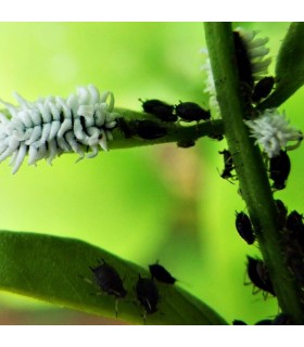 Scymnus nubilus 250 depredador de pulgones y cochinillas