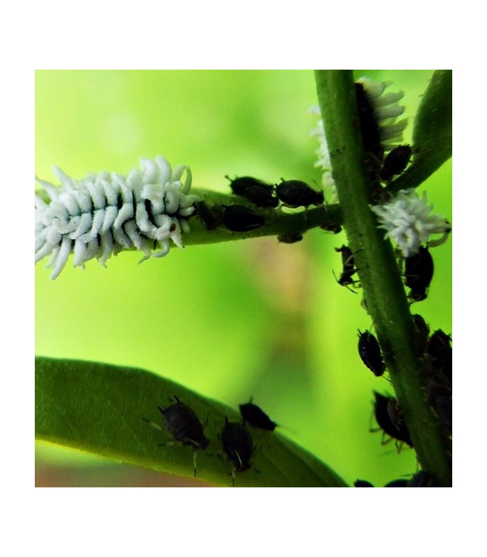 Scymnus nubilus depredador de pulgones y cochinillas