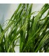 BANKER PLANT CBi Rhopalosiphum