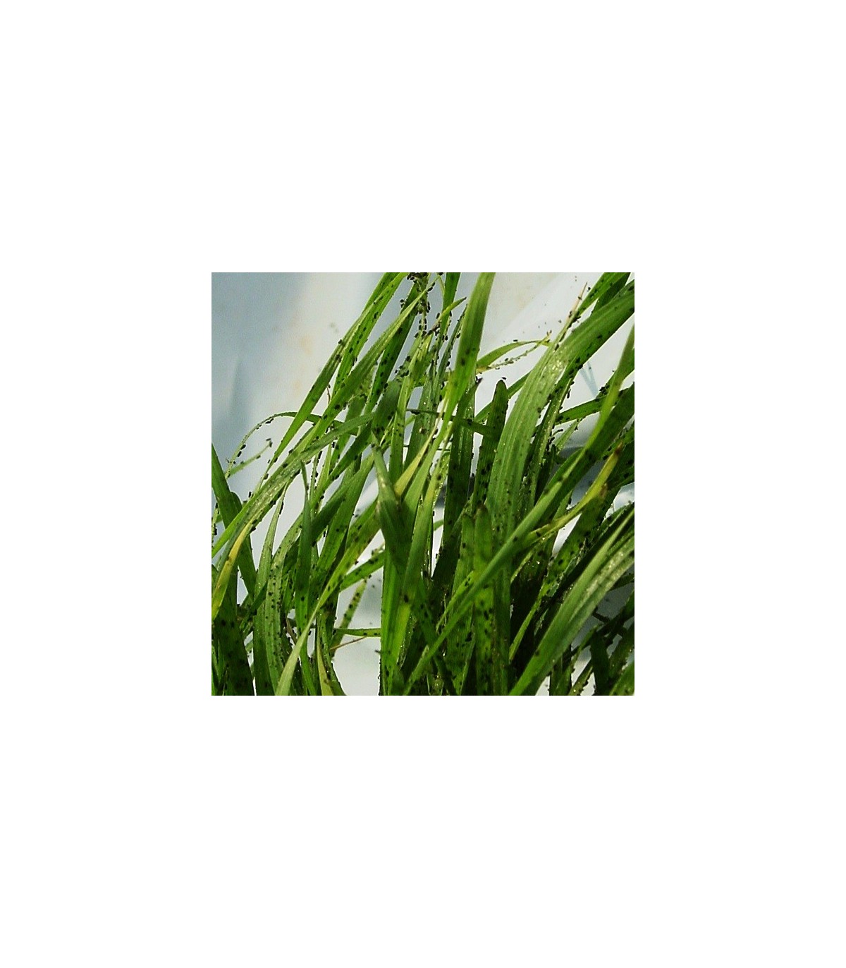 BANKER PLANT CBi Rhopalosiphum