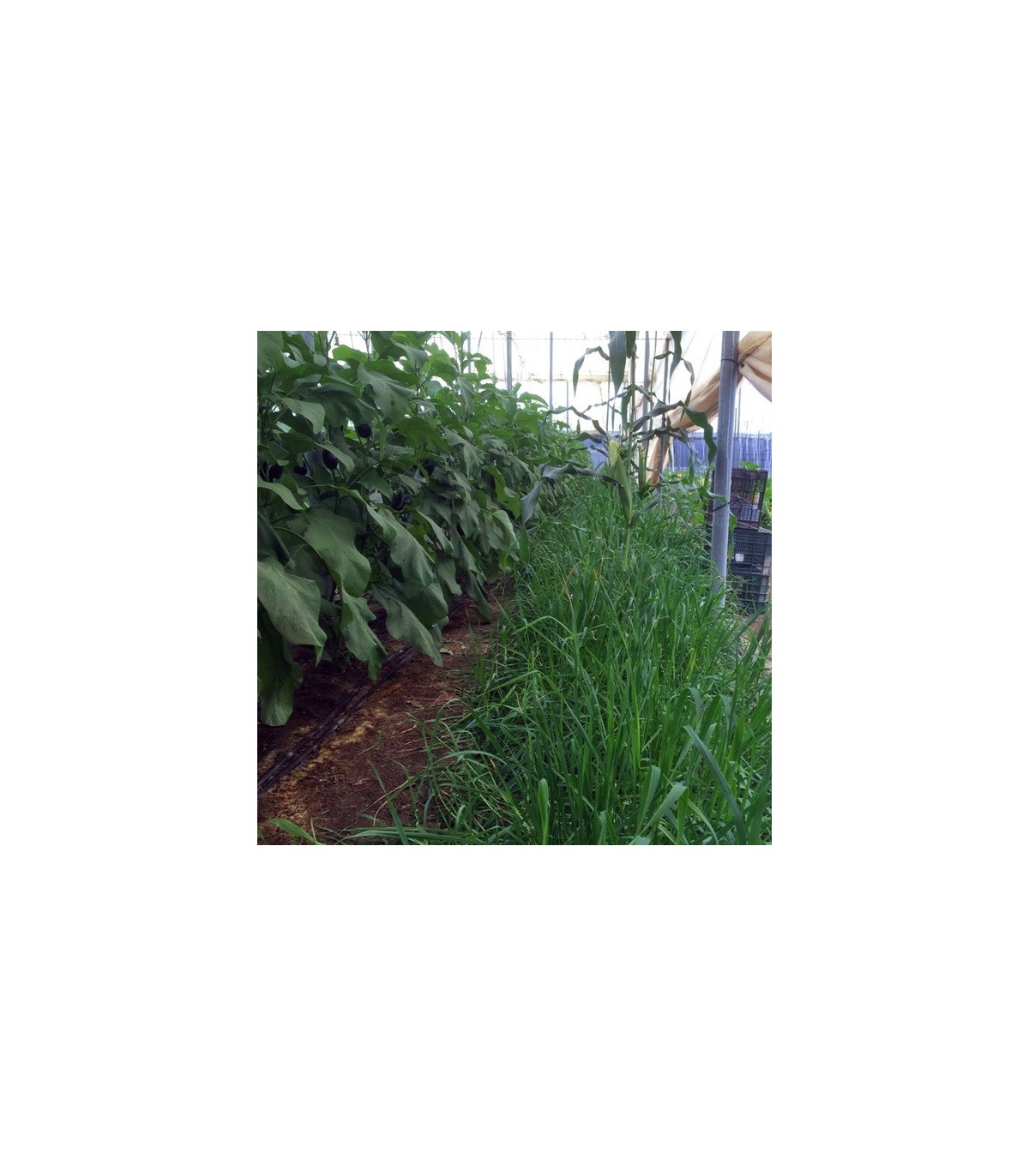 PLANTACONTROL Rhopalosiphum padi sobre trigo