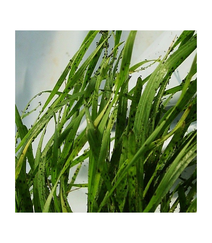 PLANTACONTROL Rhopalosiphum padi sobre trigo