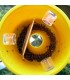 CERATIPACK Trampa + cebo + insecticida contra mosca de la fruta