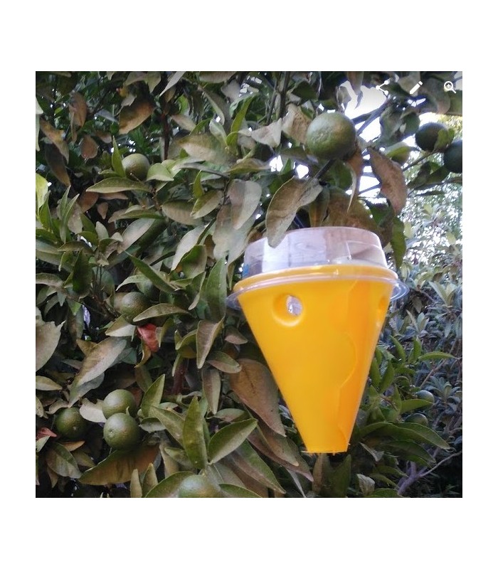 CERATIPACK Trampa + cebo + insecticida contra mosca de la fruta
