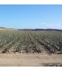 ALOE VERA BARBADENSIS hoja fresca caja 16 ud
