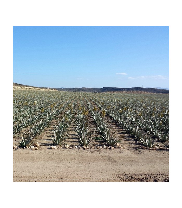 ALOE VERA BARBADENSIS hoja fresca caja 16 ud